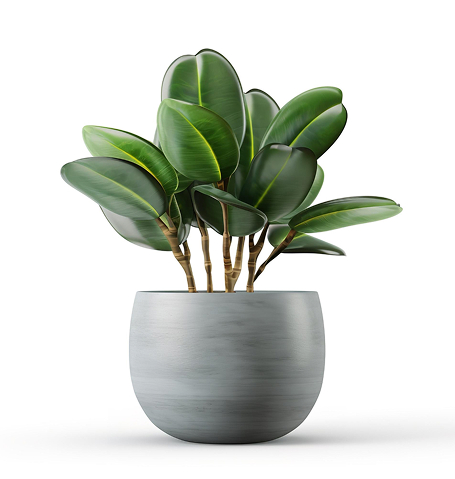 Home outdoor plant.jpg