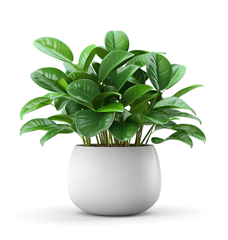 Home succulents.jpg